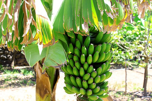 5 Jenis Pohon Pisang Yang Bernilai Ekonomis