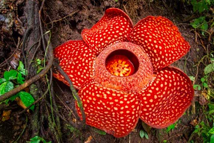 Rafflesia Arnoldii, Si Raksasa Flora Endemik Sumatra