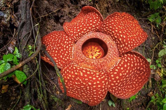 Rafflesia Arnoldii, Si Raksasa Flora Endemik Sumatra