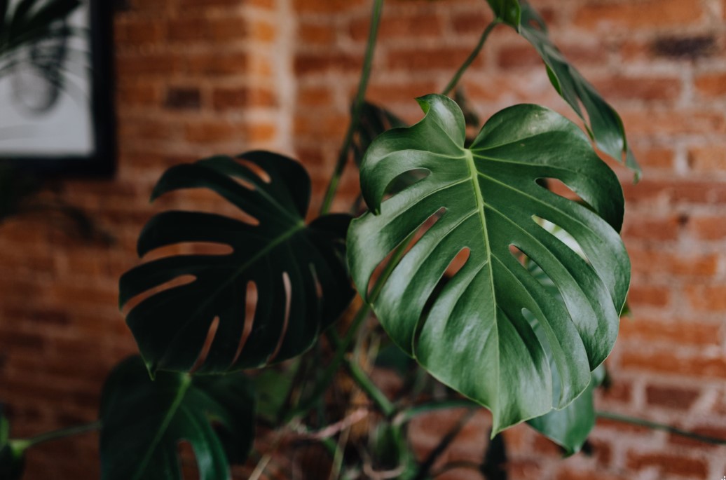 Tanaman Hias Monstera, Tanaman Langka dari Meksiko