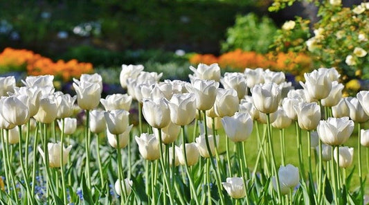 Menanam Tulip Dengan Benar