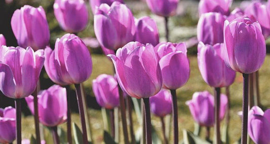 Fakta Yang Harus Diketahui Setiap Pecinta Tulip