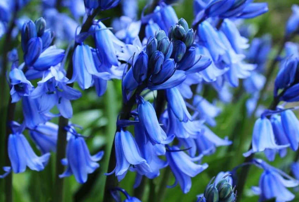 Semua Tentang Bunga Bluebell Ada Disini