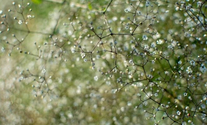 Rahasia Makna dan Penggunaan Bunga Baby Breath yang Memukau