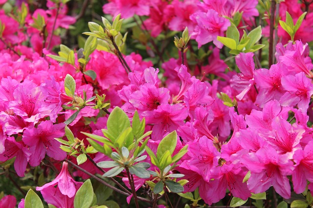 Tanaman Azalea, Lambang Keanggunan yang Abadi