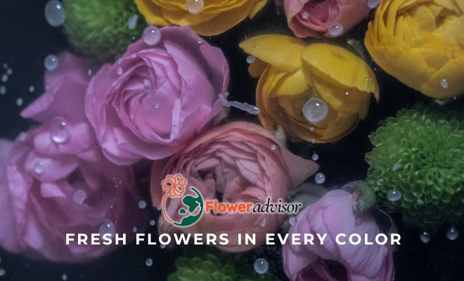 Review Florist Jakarta: Harga dan Kualitas Layanan