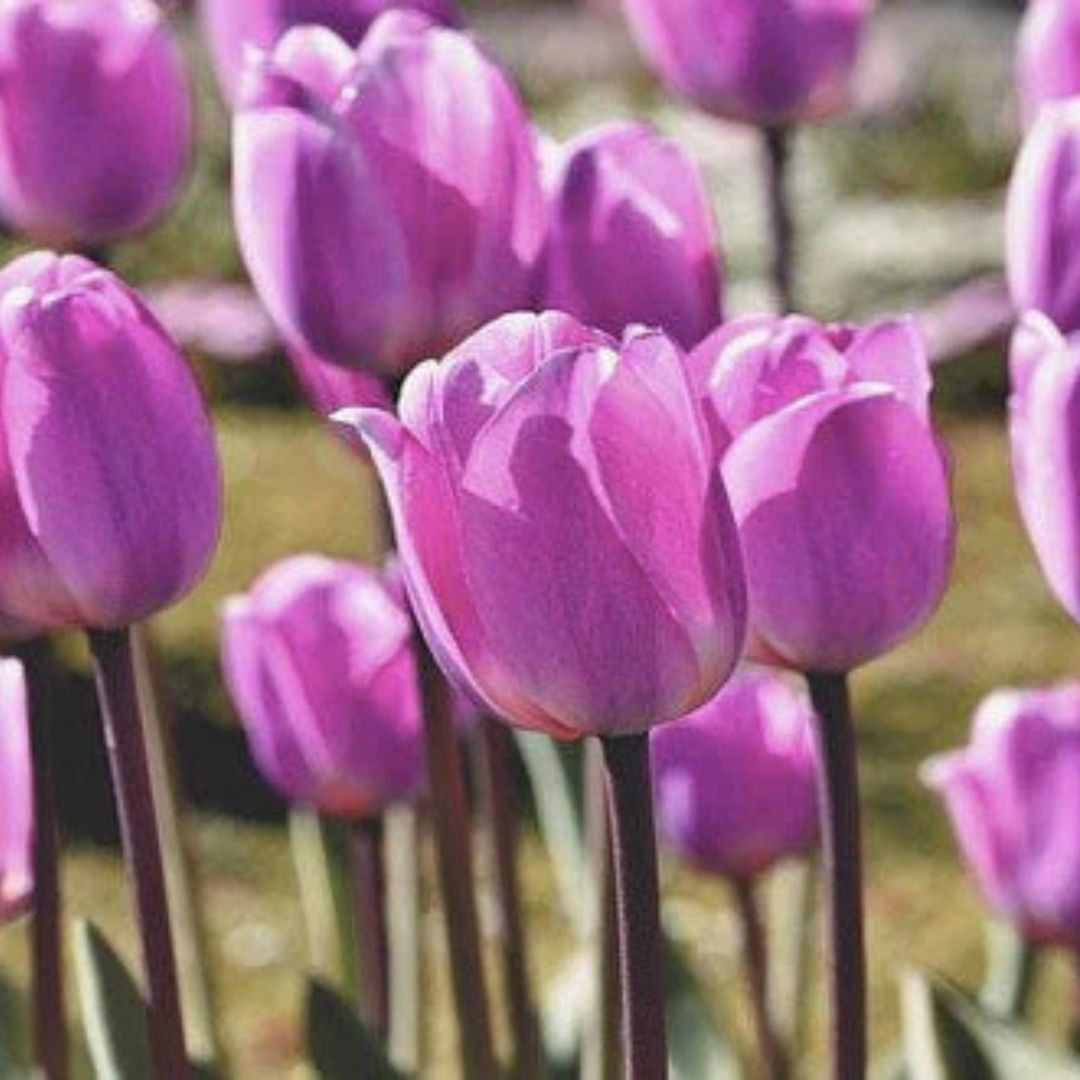 Makna Bunga Tulip dan Pilihan Buket Tulip untuk Hadiah Spesial