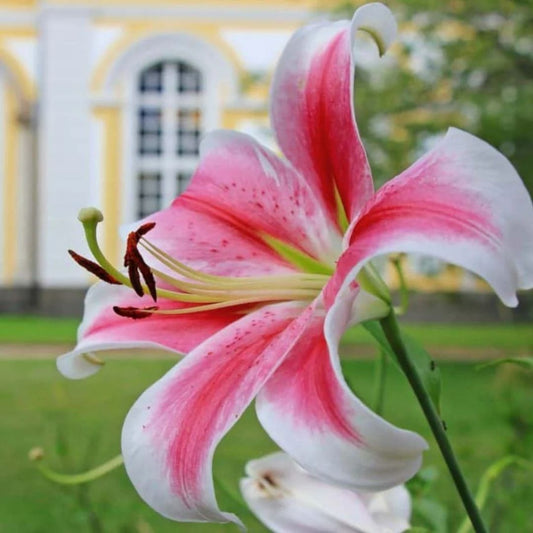 Buket Bunga Lily untuk Hadiah Bermakna dan Momen Spesial