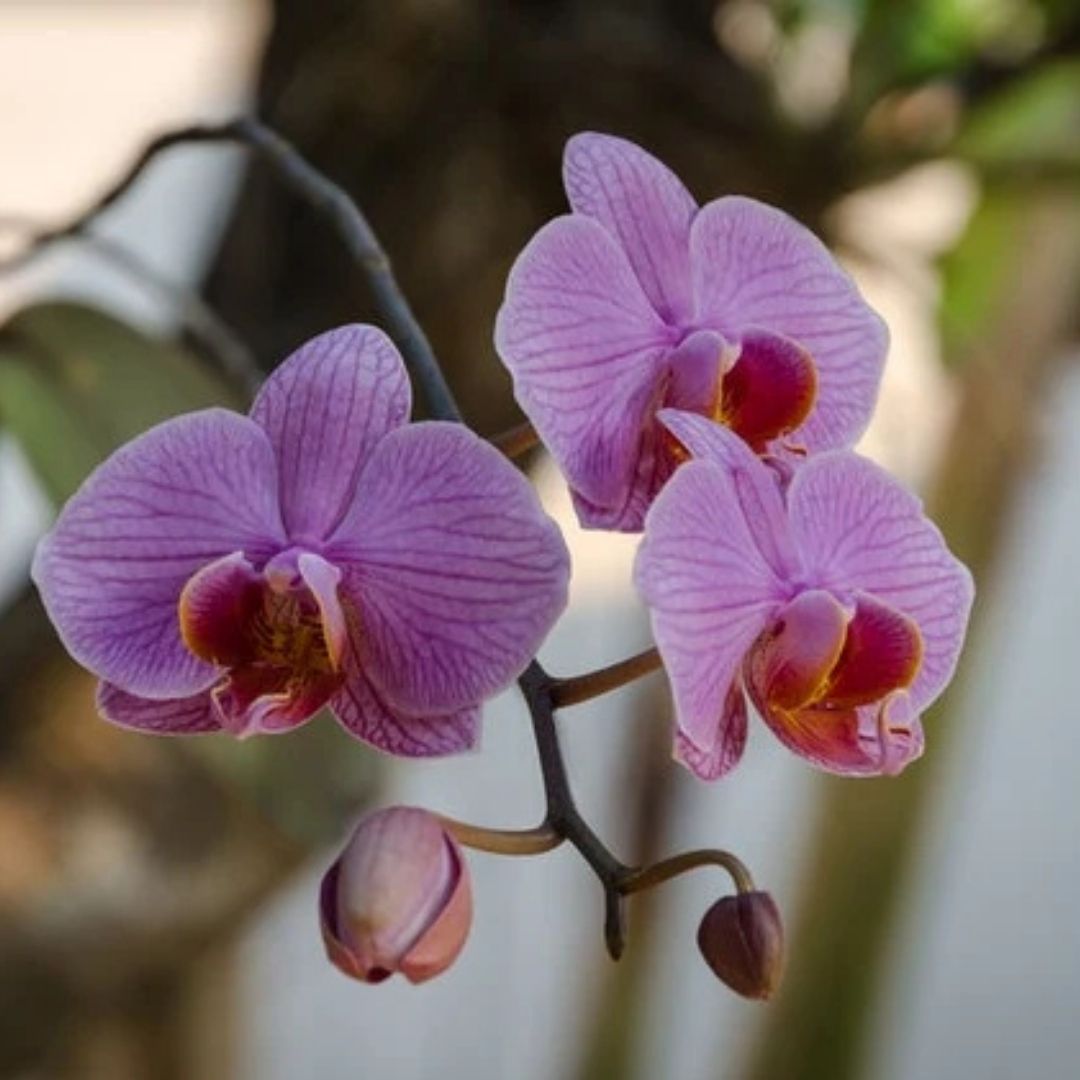 Bunga Orchid: Jenis, Arti Warna & Pilihan Kado Anggrek Elegan