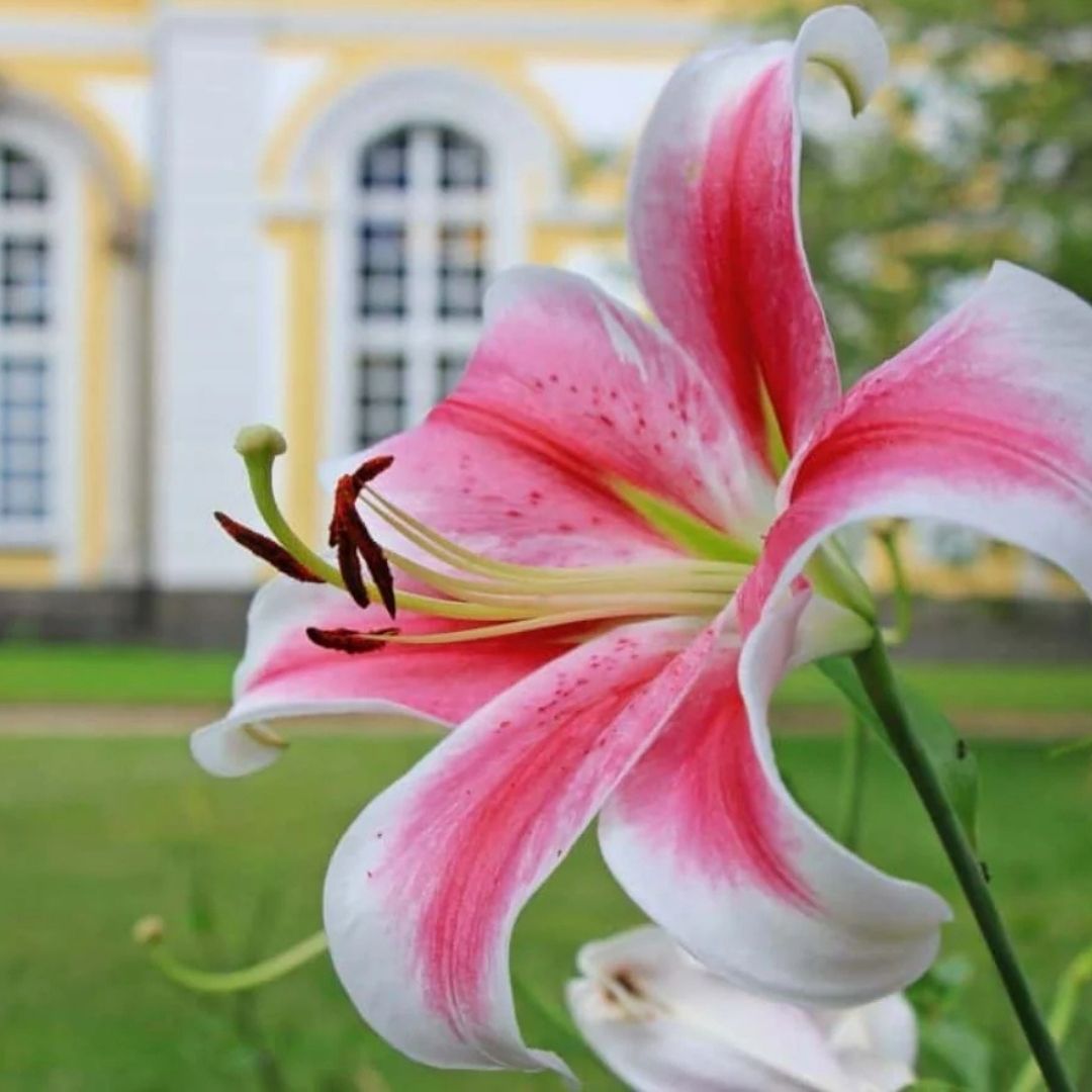 Cari Tau Makna Si Cantik Bunga Lily Sebelum Diberikan Kepada Orang Terkasih