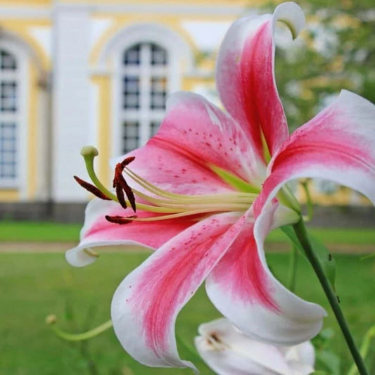 Cari Tau Makna Si Cantik Bunga Lily Sebelum Diberikan Kepada Orang Terkasih