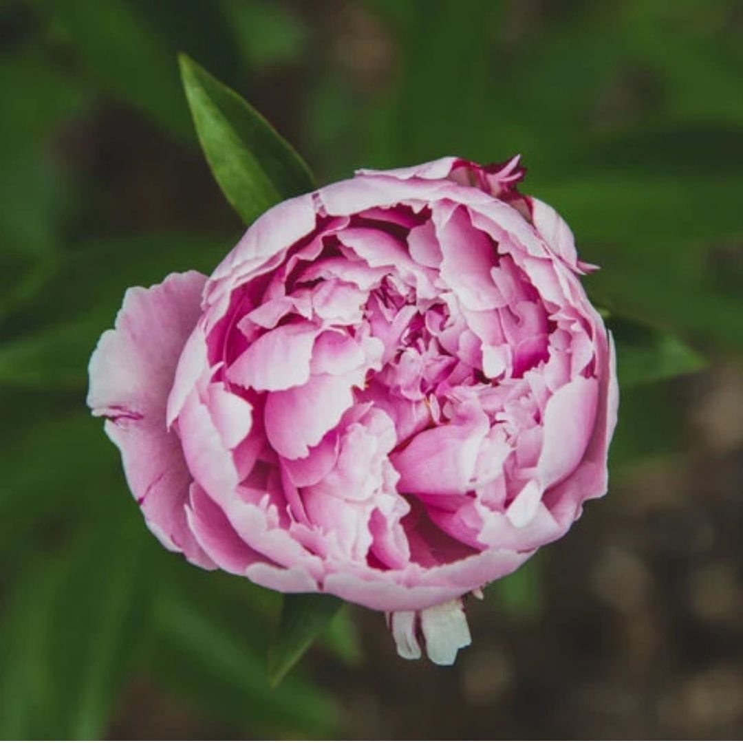 Bunga Peony : Arti, Makna, dan Jenisnya 