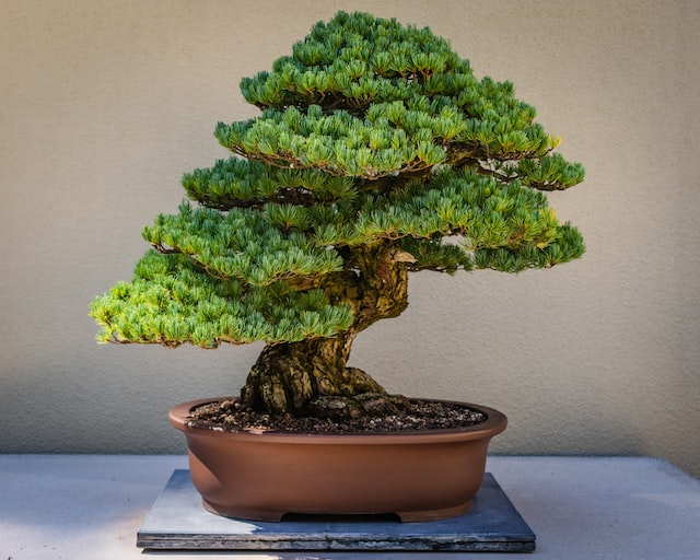 5 Jenis Tanaman Bonsai Sebagai Hadiah Imlek Penuh Makna