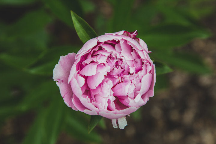 Bunga Peony : Arti, Makna, dan Jenisnya di Tahun 2021