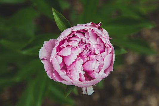 Bunga Peony : Arti, Makna, dan Jenisnya di Tahun 2021