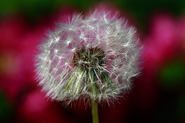 Kenali 5 Manfaat dan Cara Mengkonsumsi Bunga Dandelion