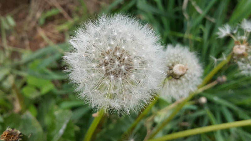 Arti dan Makna dari Bunga Dandelion: Si Bunga Pemberani