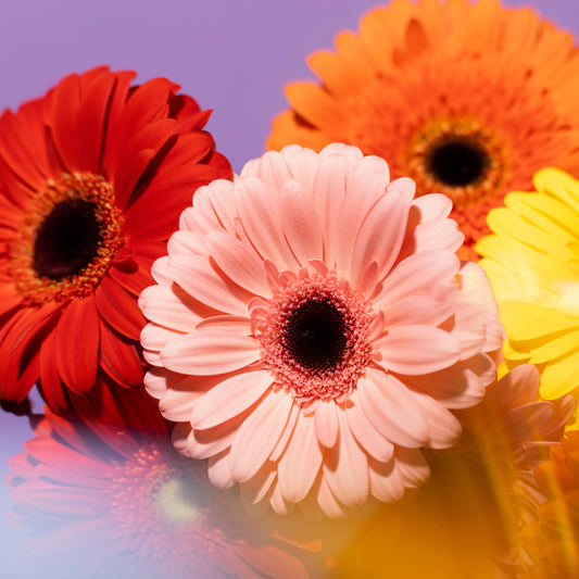 Bunga Gerbera: Arti, Filosofi, Manfaat, Cara Menanam, dan Rekomendasi Buket
