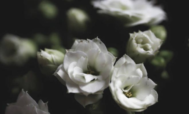 5 Inspirasi Karangan Bunga Maaf yang Paling Populer dan Bermakna