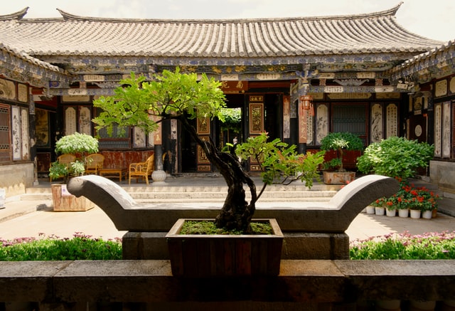 Membuat Dan Merawat Bonsai Serut