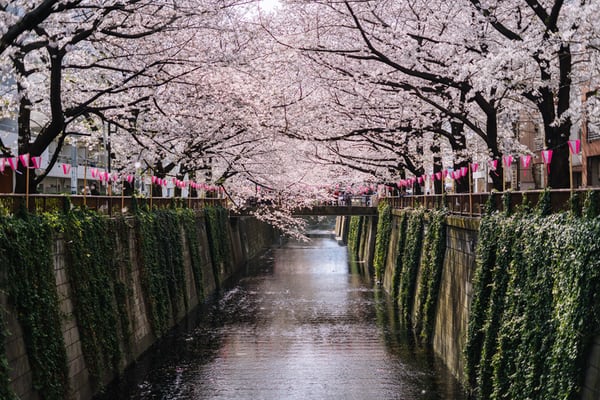 Mengenal Bunga Sakura Yang Cantik