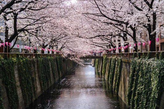 Mengenal Bunga Sakura Yang Cantik