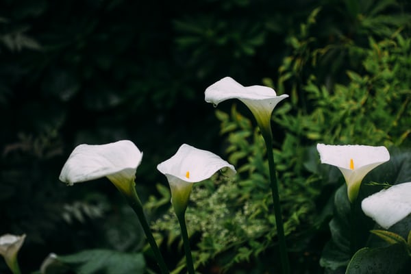 Simak Jenis - Jenis Bunga Lily, Si Cantik Lambang Ketulusan