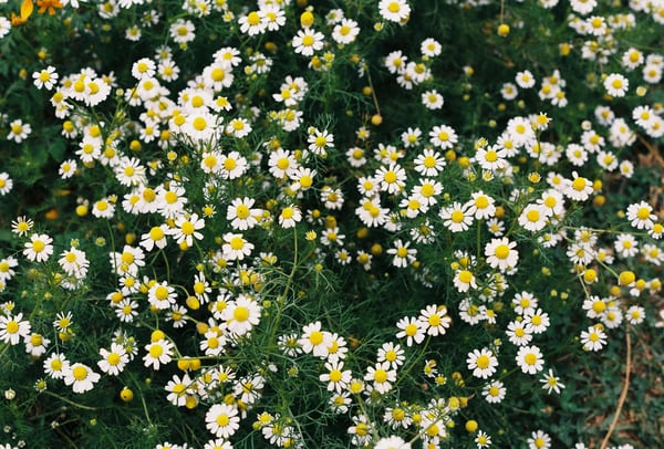 Menarik! Makna, Warna, dan Fakta Bunga Daisy Wajib Kamu Ketahui