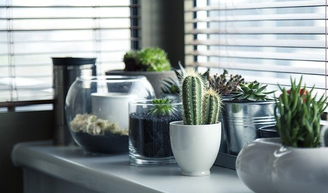 8 Jenis Kaktus Untuk Koleksi Tanaman Hias Kamu
