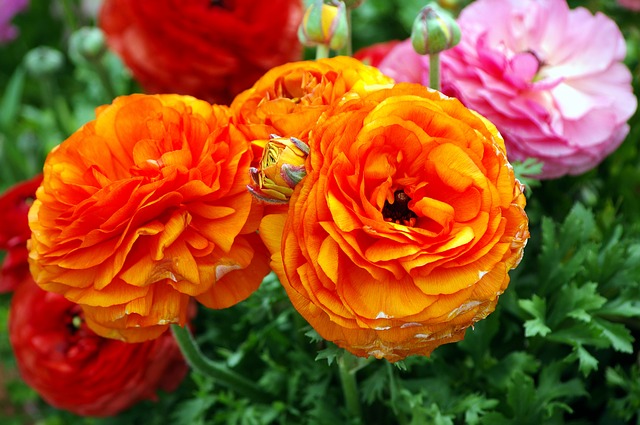 Semua Tentang Bunga Ranunculus, Apakah Beracun?