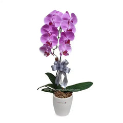 Anggrek ungu cantik dalam pot putih, hiasan pita, layanan online florist terpercaya