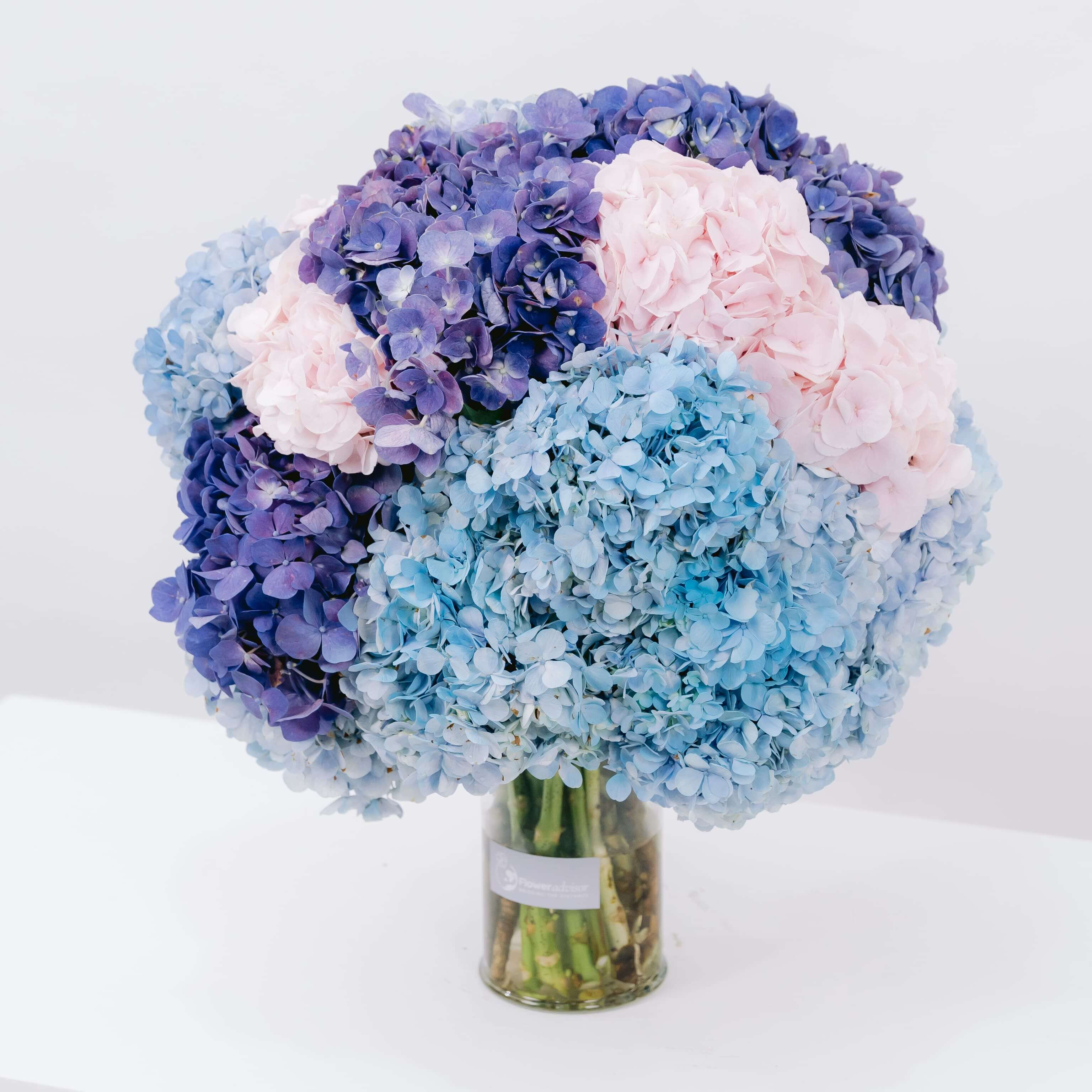 Aurora Serenade Hydrangea