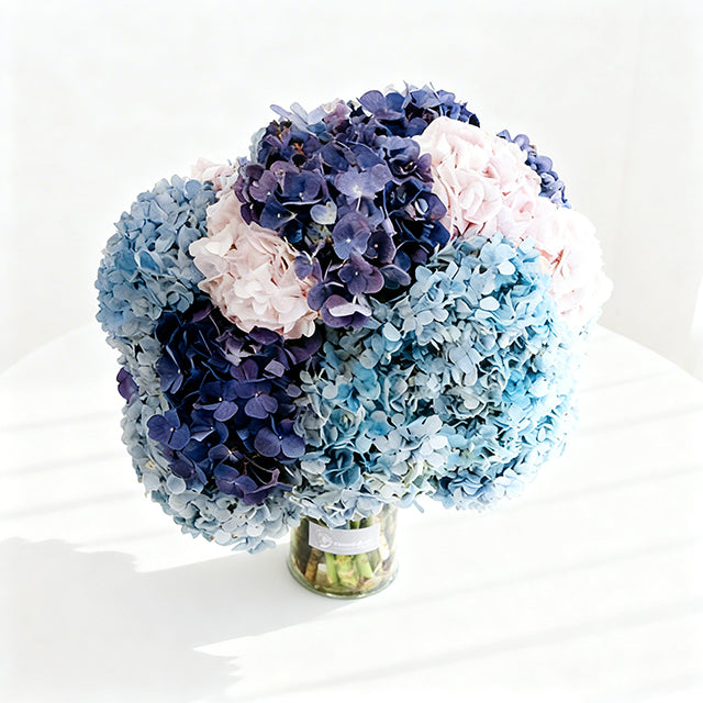 Aurora Serenade Hydrangea