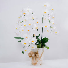 Orchid Plum Serene