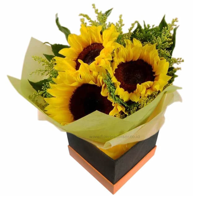 Sun Flowers Smiling Sunshine