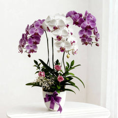 Stylish Triple Orchid Arrangement - Triple Threat Combo