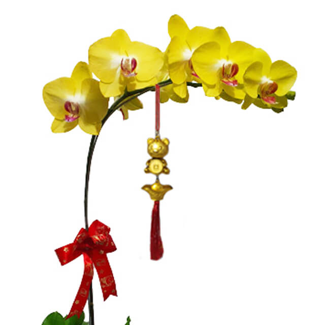 Anggrek Mewah - Bunga Anggrek Imlek 2025