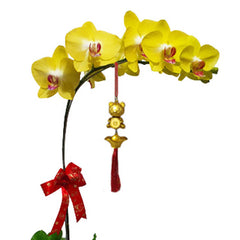 Anggrek Mewah - Bunga Anggrek Imlek 2025