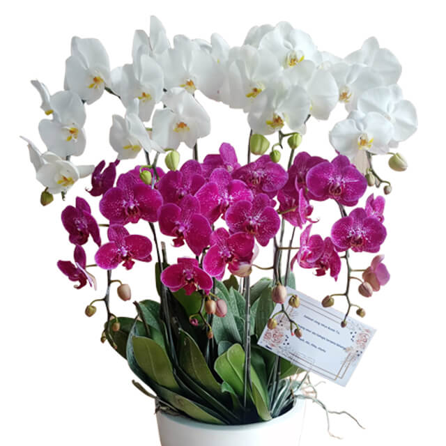 Splendid Orchid Mixed Arrangement - Orchid Splendor