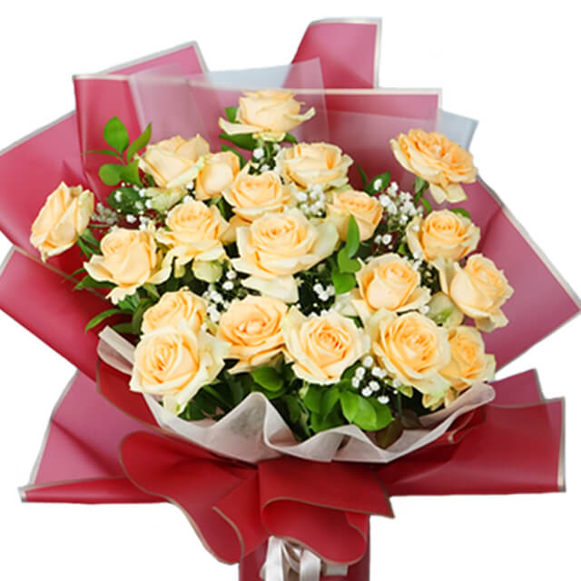 Wonder Peach Melba Rose