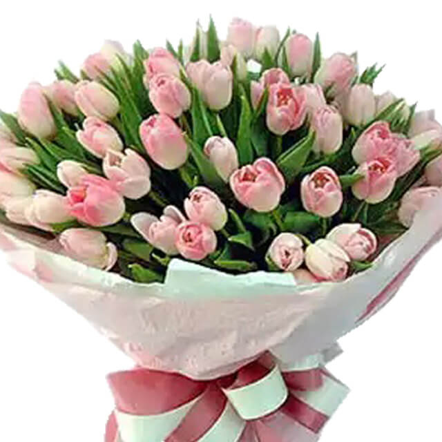 Tulips Garden Symphony