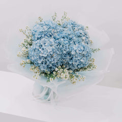 Hydrangea Azure Bloom