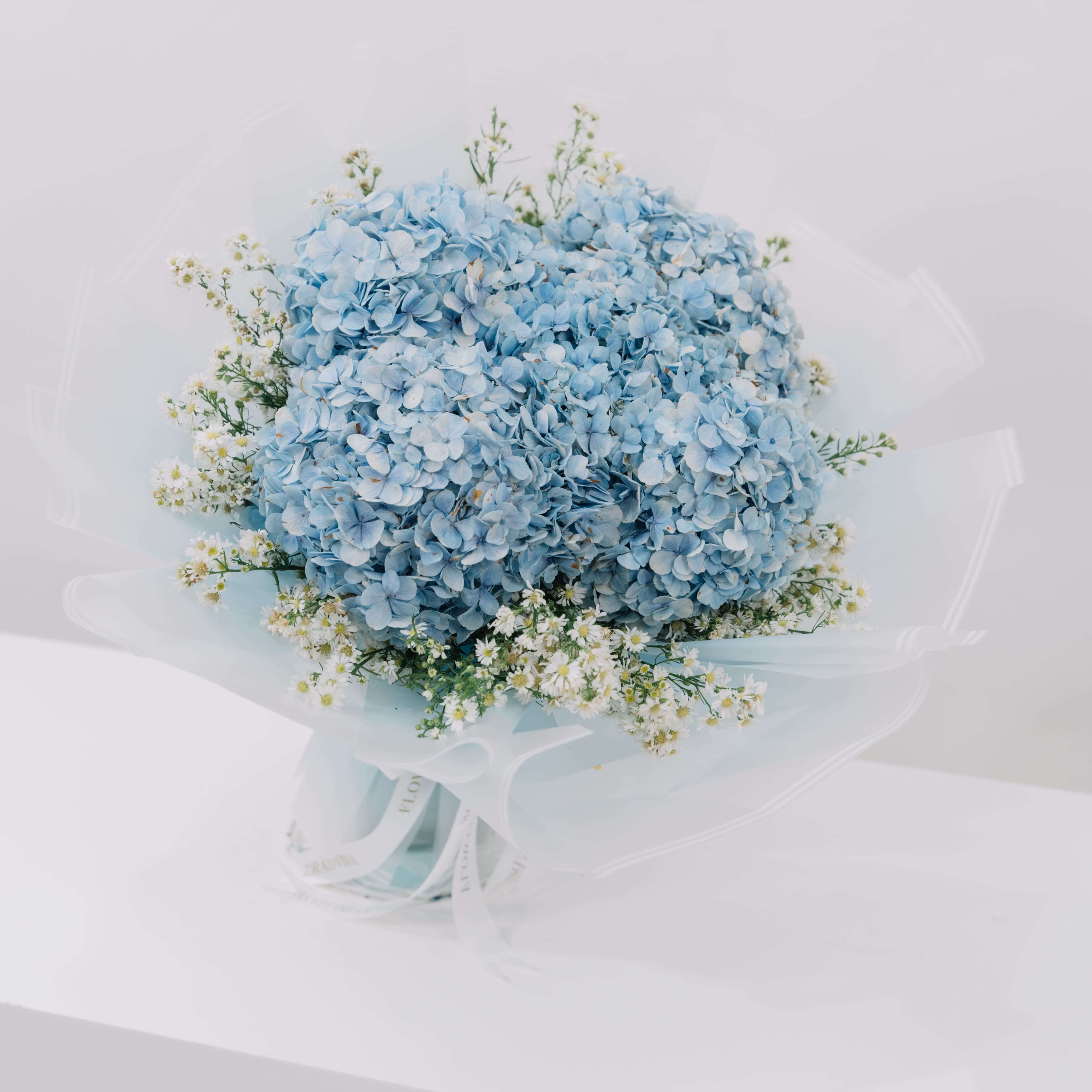 Hydrangea Azure Bloom