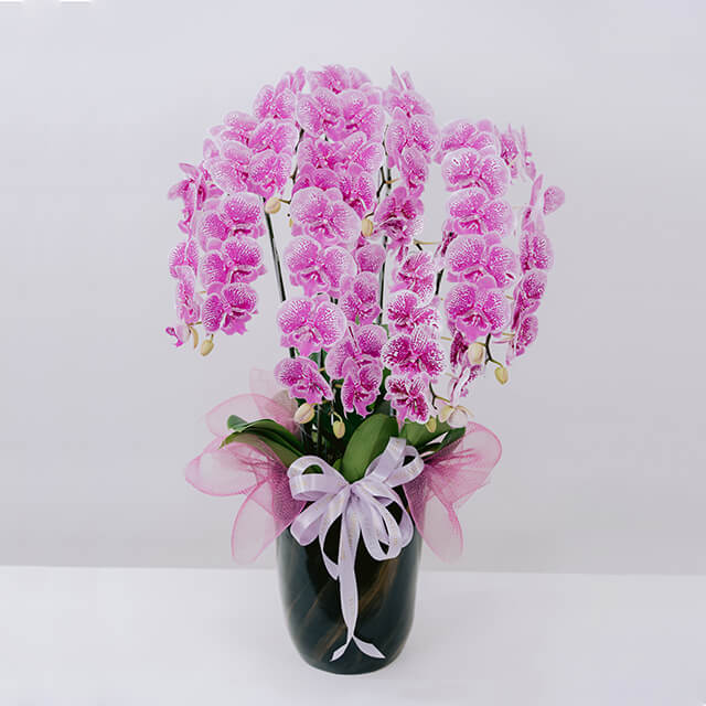 Luna Orchids