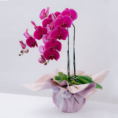 Mystic Mauve Orchid