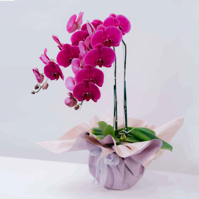Mystic Mauve Orchid