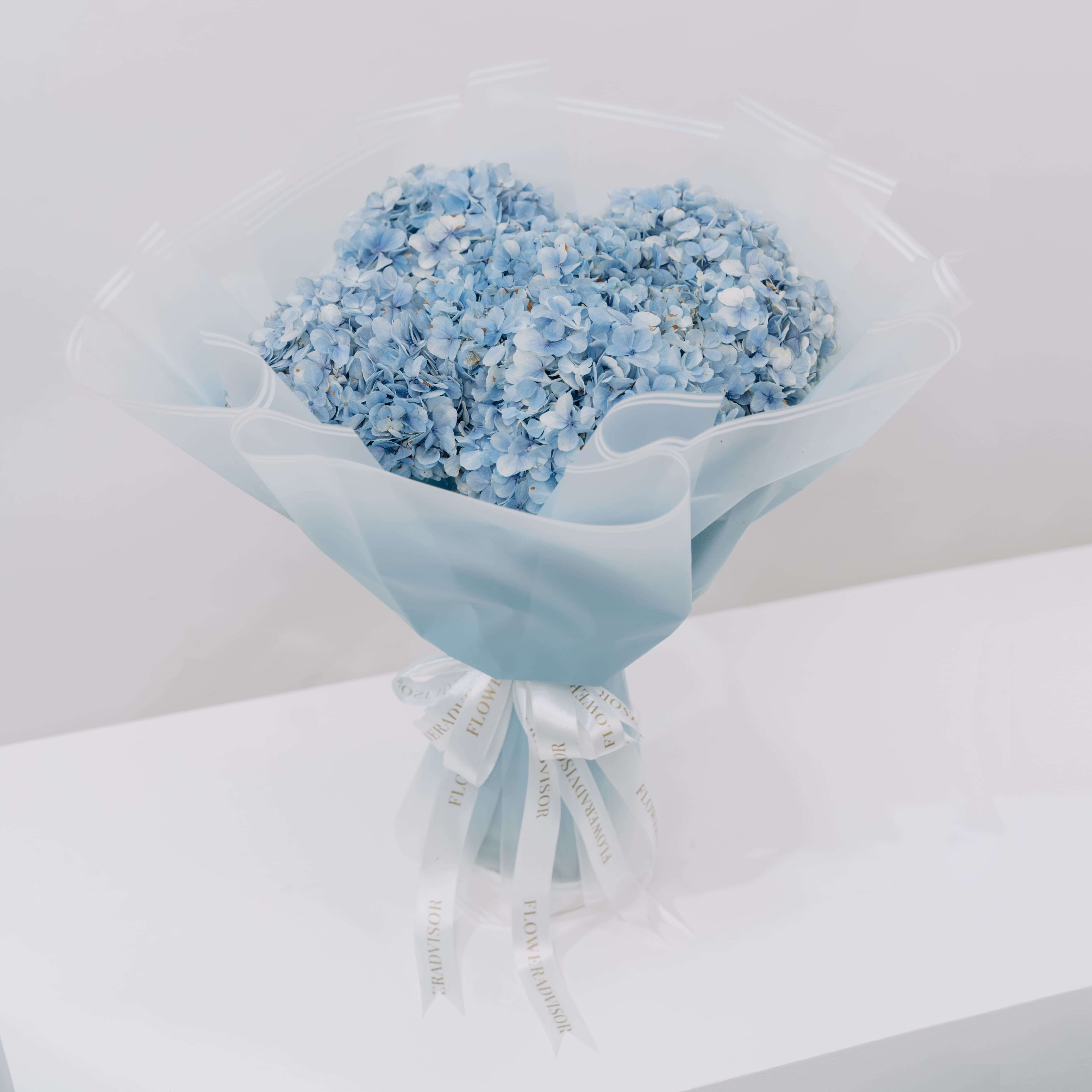 Hydrangea  Ocean Serenade