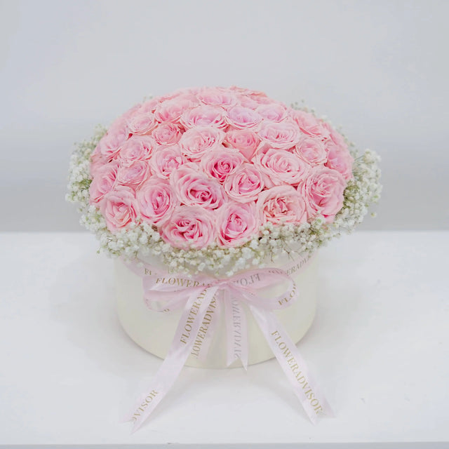 Daydream Rose